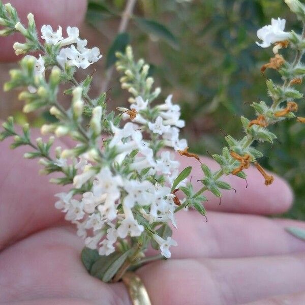 Aloysia gratissima Flower