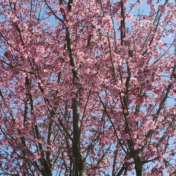 Prunus serrulata Flower