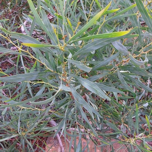 Acacia saligna Foglia