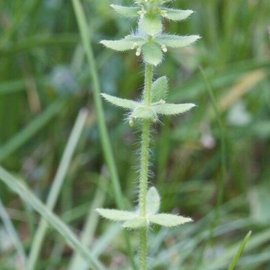 Cruciata pedemontana Máis