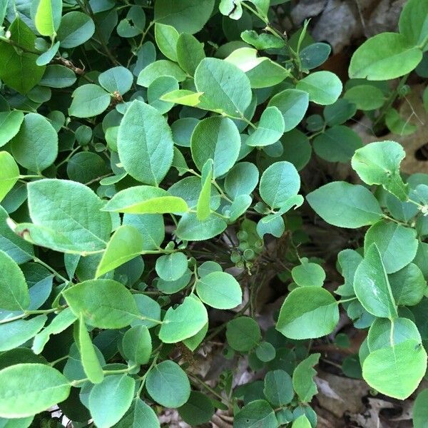 Vaccinium pallidum Fuelha