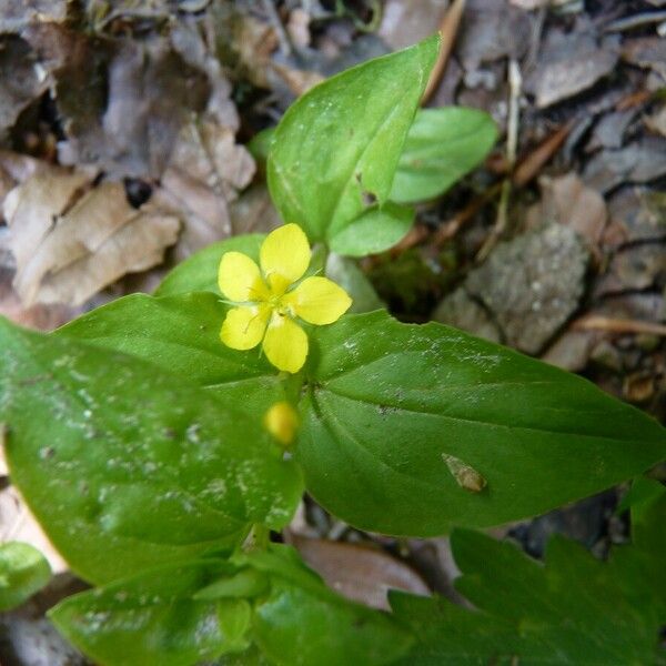 Lysimachia nemorum Arall