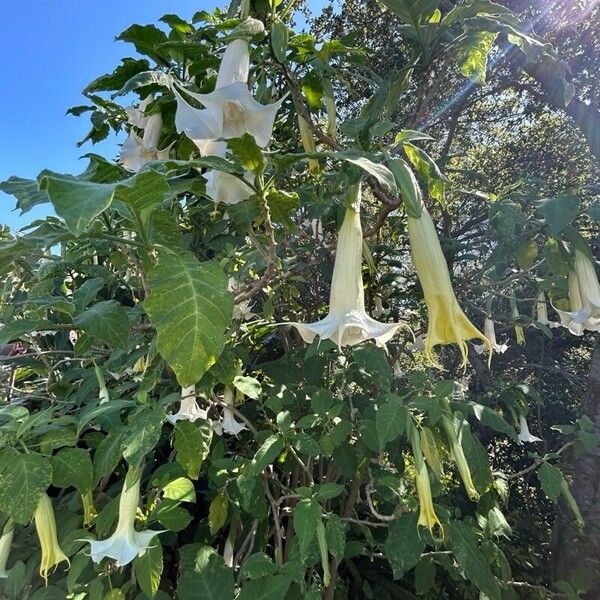 Brugmansia × candida Levél