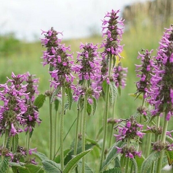 Stachys officinalis Kukka