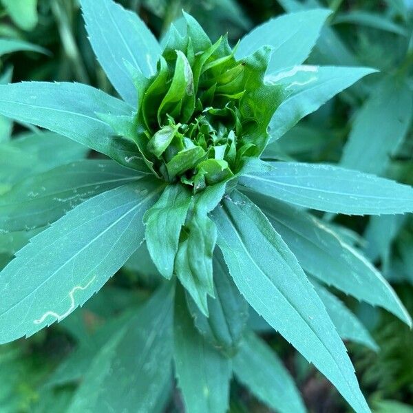 Solidago altissima Leaf