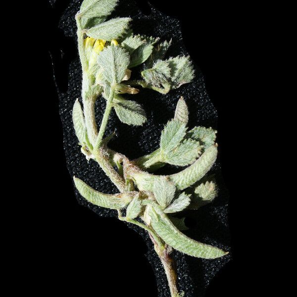 Medicago monspeliaca Habitus