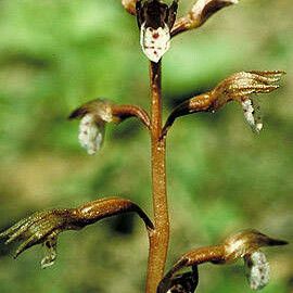 Corallorhiza wisteriana ফুল