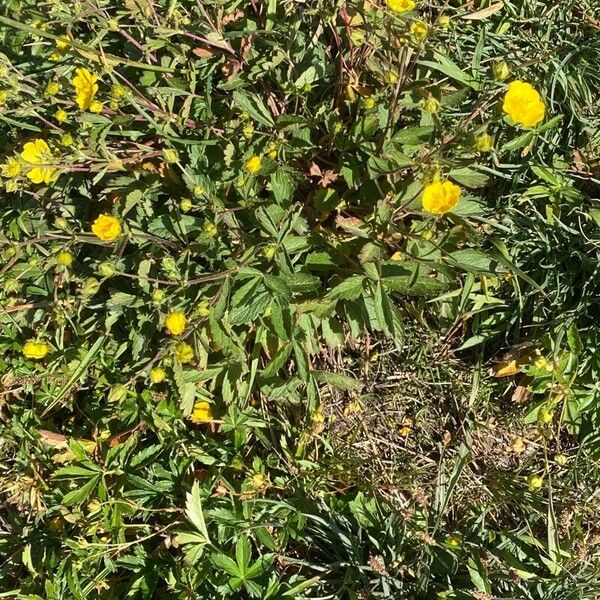 Potentilla grandiflora Habit