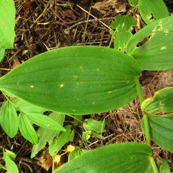 Streptopus lanceolatus Leaf