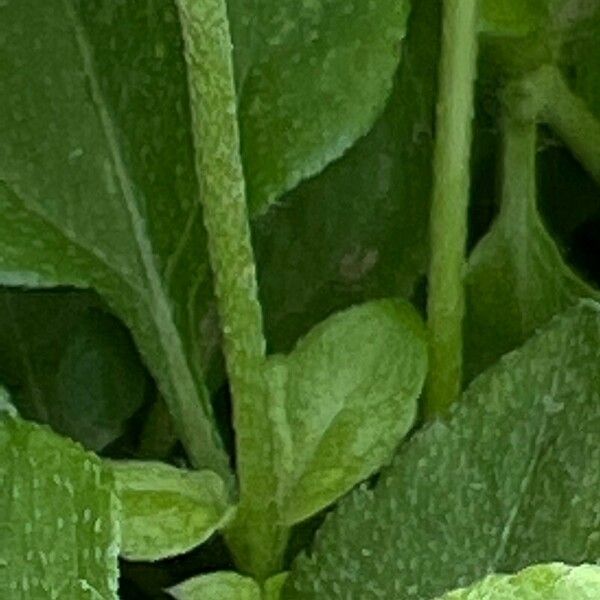 Calyptocarpus vialis Bark