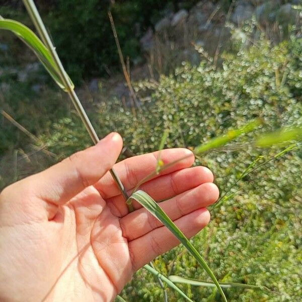 Bupleurum praealtum Leaf