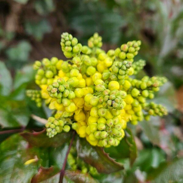 Berberis repens Flower