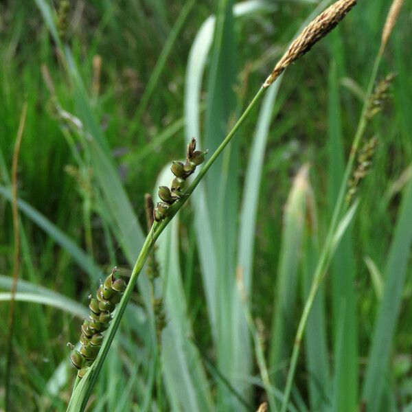 Carex panicea ഫലം