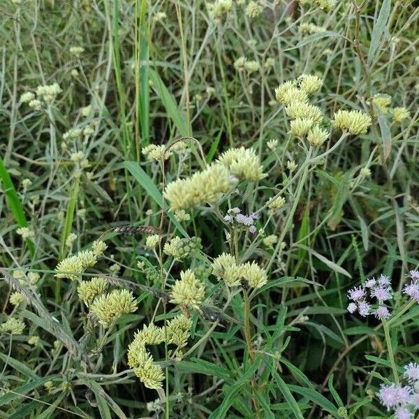 Achyrocline saturejoides Flower