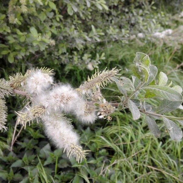 Salix aurita Flower