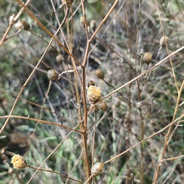 Cephalaria leucantha Fruit