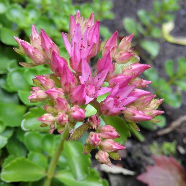 Sedum spurium 花