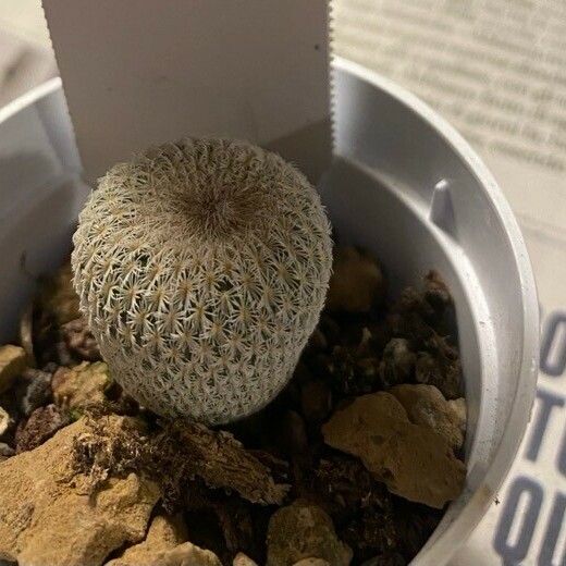 Epithelantha micromeris Blad