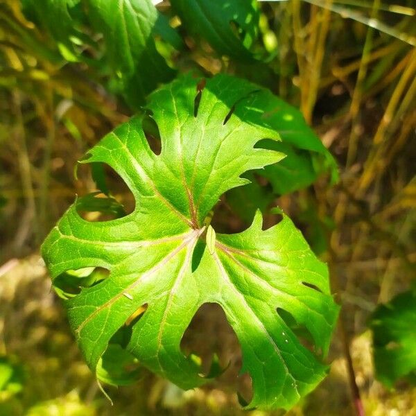 Ligularia wilsoniana Leaf