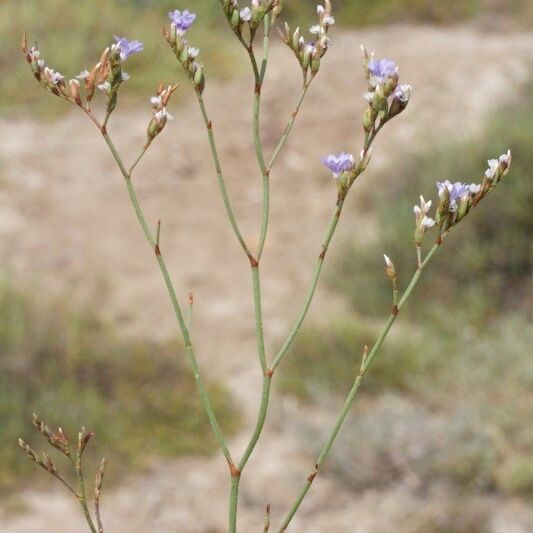 Limonium legrandii Drugo