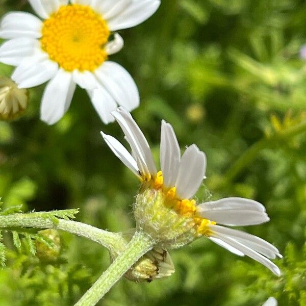 Cota austriaca Flower