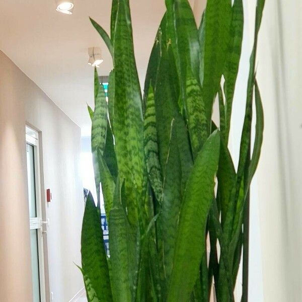 Sansevieria zeylanica ശീലം