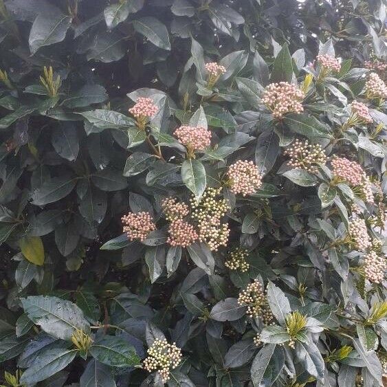 Viburnum tinus Habit