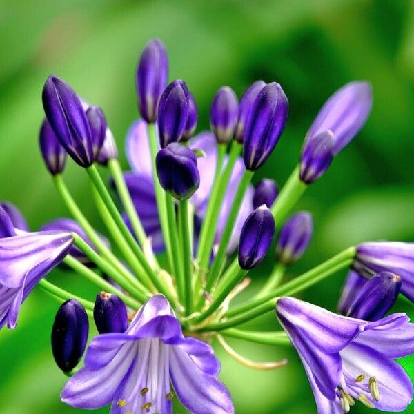 Agapanthus africanus autre