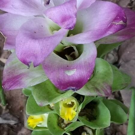 Curcuma aromatica Flower