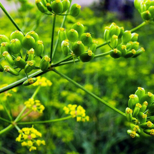 Pastinaca sativa Φρούτο