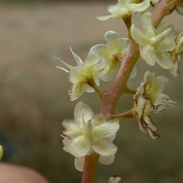 Anredera cordifolia 花