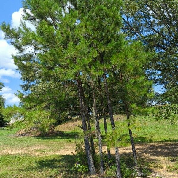 Pinus echinata Natur