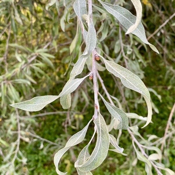 Pyrus salicifolia Leaf