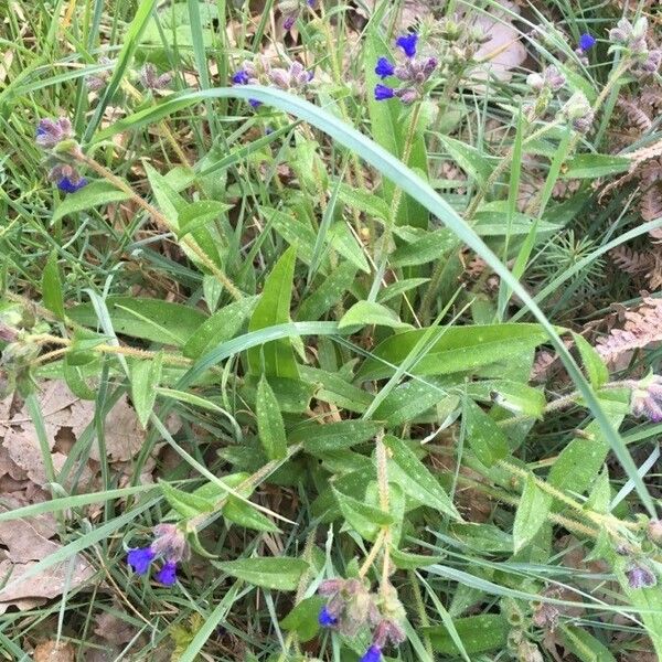 Pulmonaria longifolia ᱥᱟᱠᱟᱢ