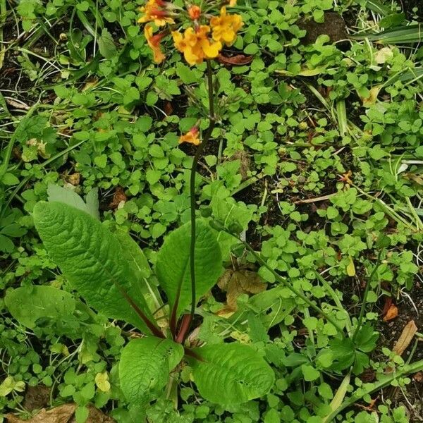 Primula bulleyana Fuelha