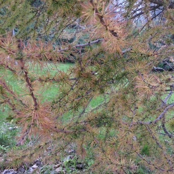 Larix kaempferi Blatt