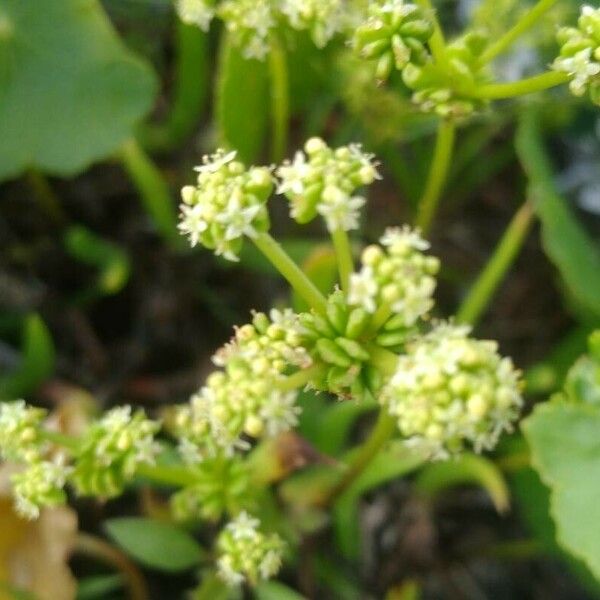 Hydrocotyle verticillata Цвят