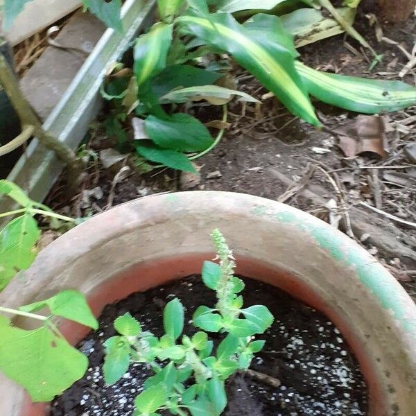 Ocimum tenuiflorum Blad