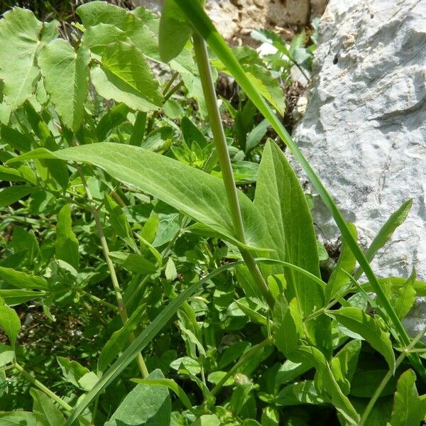 Bupleurum longifolium Bark