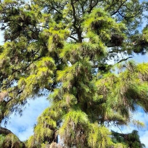 Pinus canariensis Habit