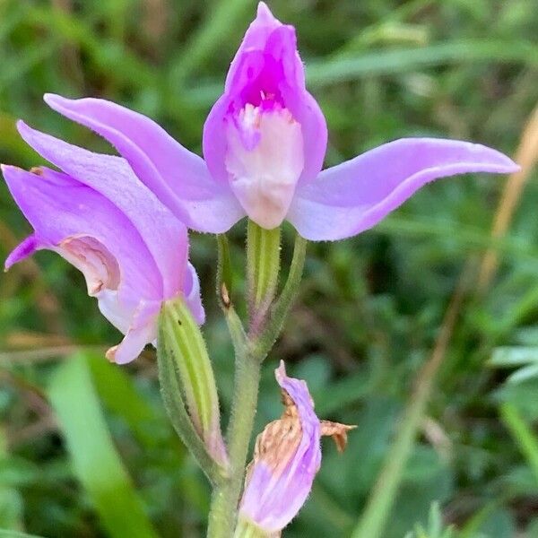 Cephalanthera rubra Kvet