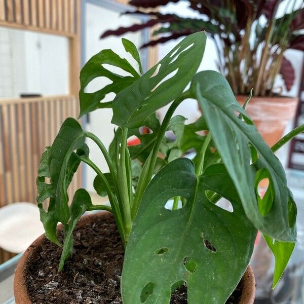 Monstera adansonii Листок