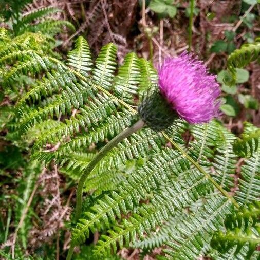 Cirsium filipendulum പുഷ്പം