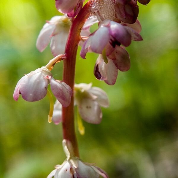 Pyrola asarifolia Blomma