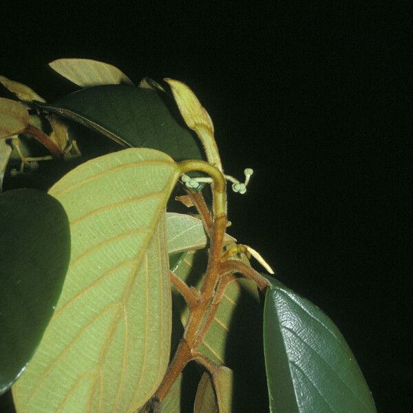 Coussapoa asperifolia Leaf