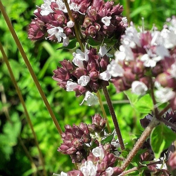 Origanum vulgare Цветок