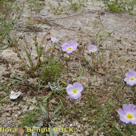 Baldellia repens Hàbitat