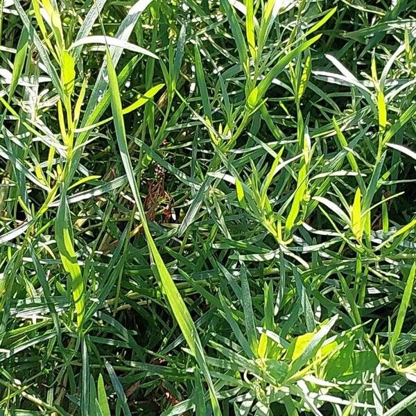 Artemisia dracunculus Leaf