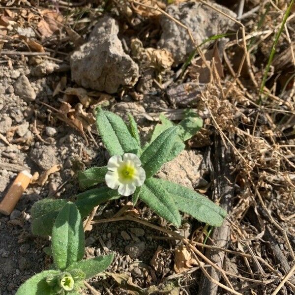 Nonea lutea Kukka