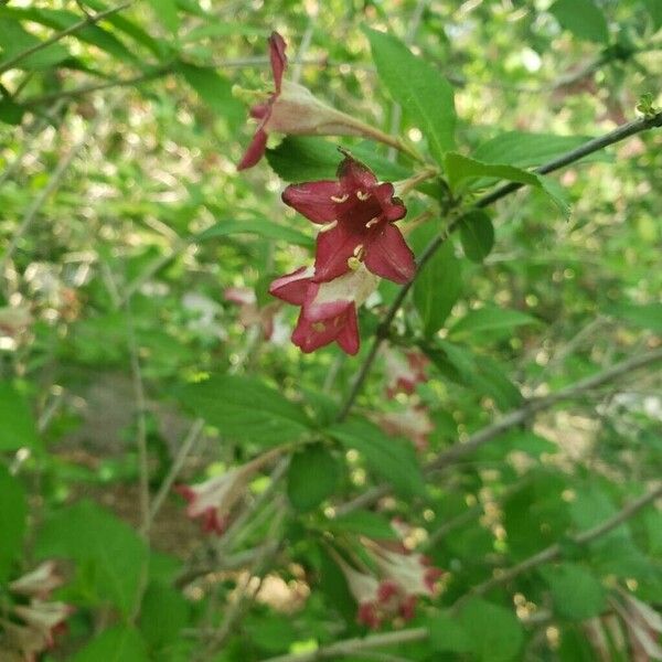 Weigela subsessilis Blüte